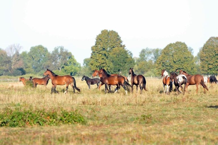 Help feed nearly 1,500 rescued horses by centaurus Help feed nearly 1,500 rescued horses by centaurus