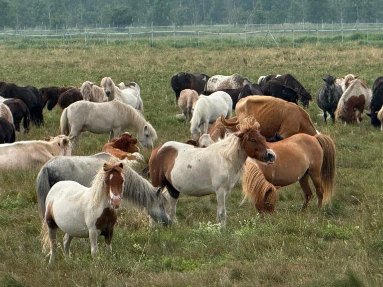 Help feed nearly 1,500 rescued horses by centaurus Help feed nearly 1,500 rescued horses by centaurus