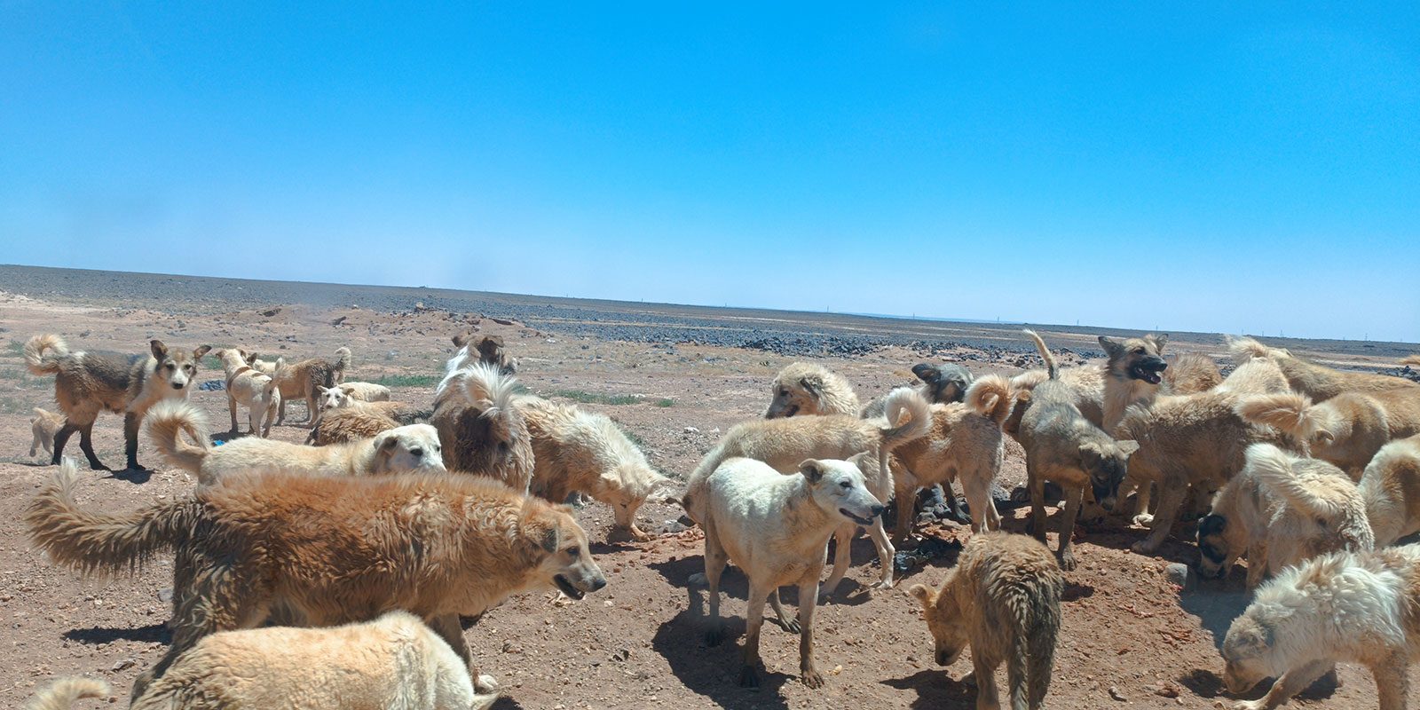 Jordan-Dogs-of-the-desert15