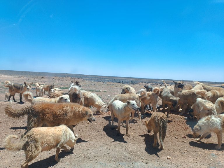 ️HUNDE DER WÜSTE. JORDANIEN.