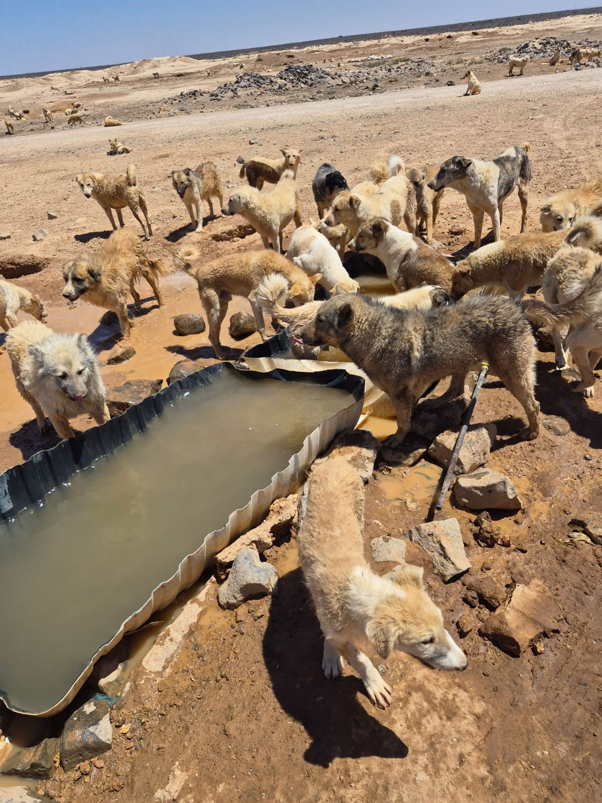 Jordan-Dogs-of-the-desert3 Jordan-Dogs-of-the-desert3