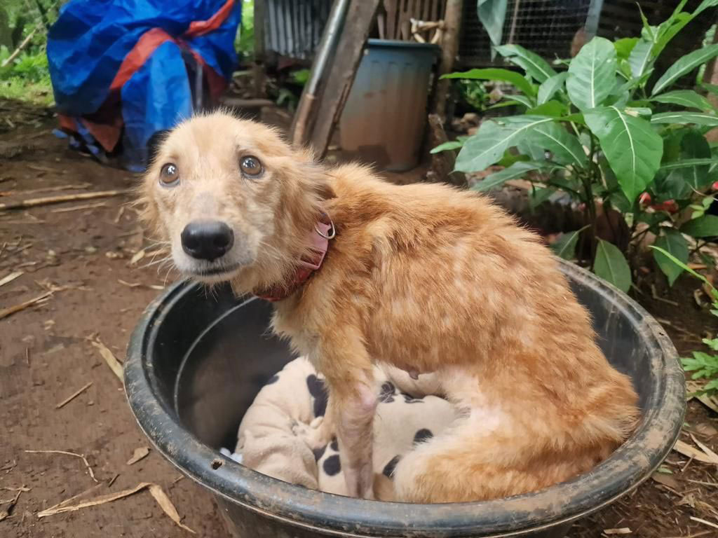 Hilfe für Tausende von Tieren auf den Philippinen