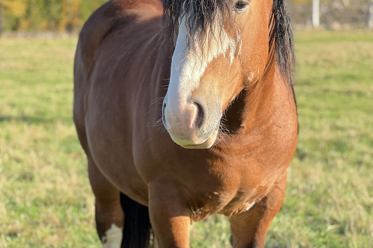 adopt-1